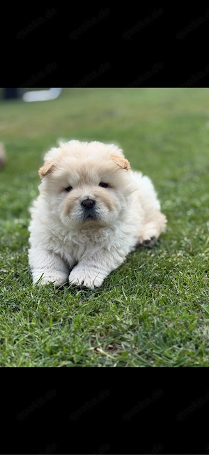 Chow- Chow Welpen 