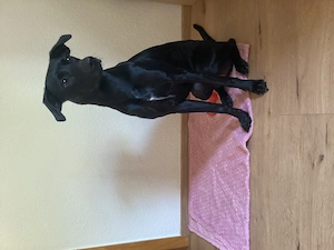Labrador Münsterländer Mix Weibchen