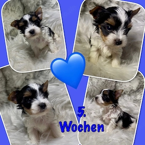 Wunderschöne Yorkshire Terrier - Biewer Welpen suchen das perfekte Zuhause 