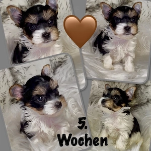 Yorkshire Terrier Biewer noch 3 Jungs suchen ihr perfektes Zuhause 