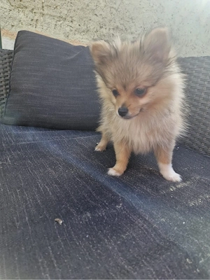 Pomeranian Zwergspitz