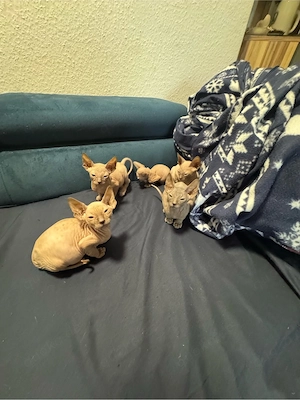 Don Sphynx