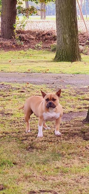 American Bully 