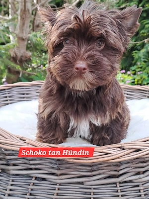 Yorkshire Terrier Welpen 