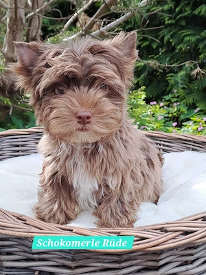 Yorkshire Terrier Welpen 