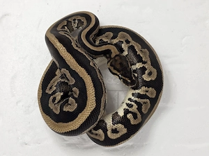 0.1 Königspython, Copper Leopard double het Desert Ghost Piebald