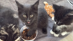 Reinrassiger Maine Coon Kater 