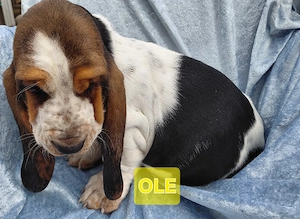 Zuckersüße Basset Hound Welpen suchen ab sofort