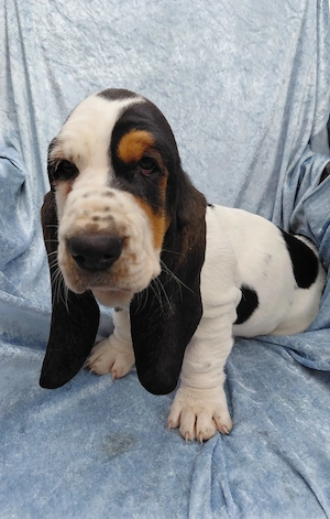 Süße Basset Hound Welpen suchen ab sofort