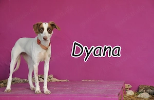  Dyana fehlt nur noch eines: Menschen, die ihr Herz öffnen und ihr ein Zuhause geben.