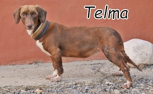 Wer schenkt Telma, dieser zarten kleinen Seele endlich die Liebe und Geborgenheit?