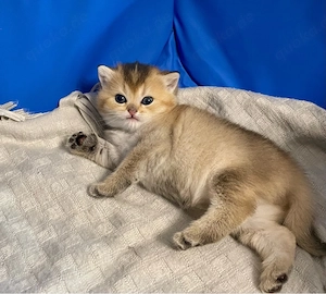BKH Kitten 