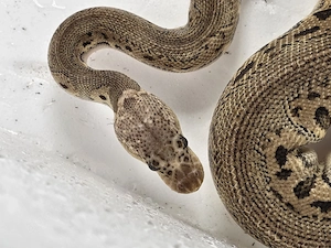 1.0 Python regius - Black Pewter Clown