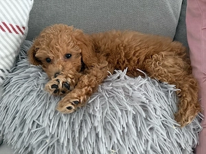     Maltipoo Welpen   verspielt, fröhlich & bereit fürs neue Zuhause