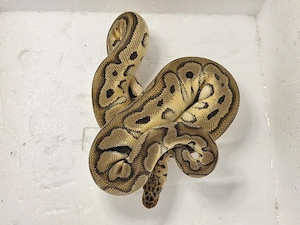 0.1 Python regius - Clown Pastel