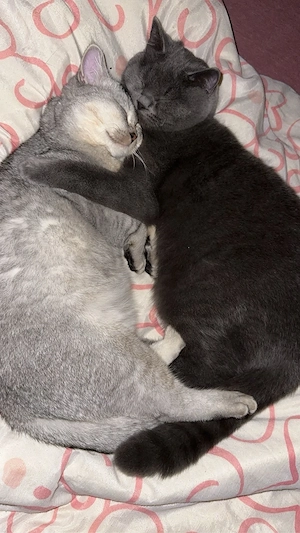 Zwei liebevolle BKH-Kater suchen gemeinsam ein Zuhause.