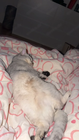 Zwei liebevolle BKH-Kater suchen gemeinsam ein Zuhause. Bild 7