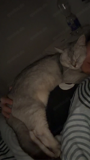 Zwei liebevolle BKH-Kater suchen gemeinsam ein Zuhause. Bild 6