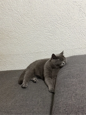 Zwei liebevolle BKH-Kater suchen gemeinsam ein Zuhause. Bild 10