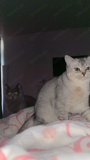 Zwei liebevolle BKH-Kater suchen gemeinsam ein Zuhause. Bild 4