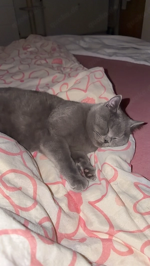 Zwei liebevolle BKH-Kater suchen gemeinsam ein Zuhause. Bild 9