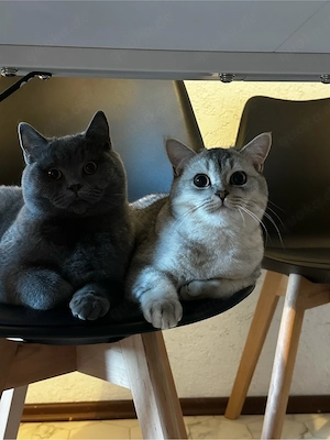 Zwei liebevolle BKH-Kater suchen gemeinsam ein Zuhause. Bild 3