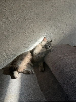 Zwei liebevolle BKH-Kater suchen gemeinsam ein Zuhause. Bild 8