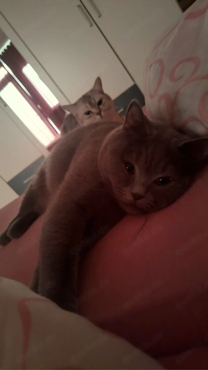 Zwei liebevolle BKH-Kater suchen gemeinsam ein Zuhause. Bild 2