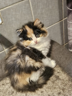 Süße kitte zu verkaufen 