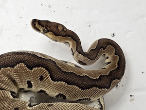 0.1 Python regius - Clown