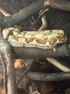 Boa Constrictor Imperator (Mix) VPI Jungle Albino 
