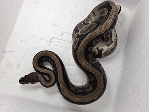 0.1 Python regius (Leopard?) FZ 2014
