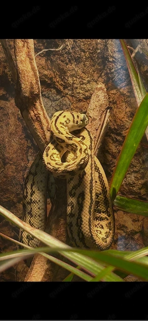 Teppichpython   Morelia spilota cheynei 50% German Bloodline