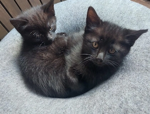 Zwei liebe Katerchen 