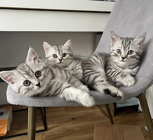 Süßesten britisch Kurzhaar kitten 