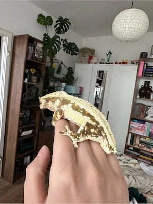 Male Lilly White Kronengecko 12 24 