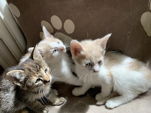 Verschmuste Katzenbabies Bild 4