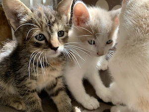 Verschmuste Katzenbabies Bild 2