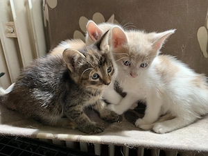 Verschmuste Katzenbabies Bild 3