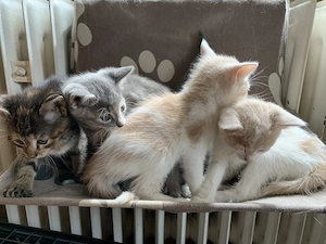 Verschmuste Katzenbabies Bild 5