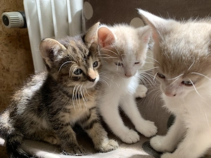 Verschmuste Katzenbabies Bild 6