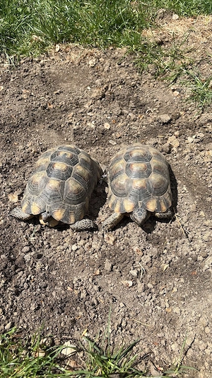 2 Breitrand Schildkröten Weibchen 9 jahre 