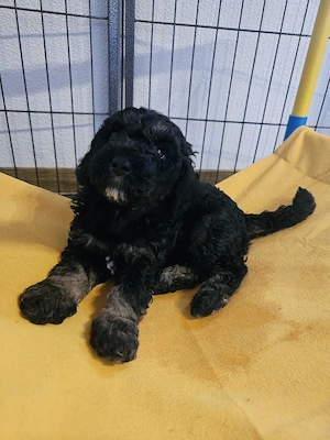 Goldendoodle Welpen