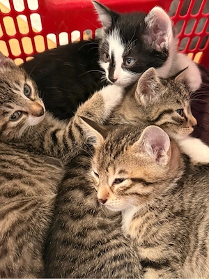 Süße Kitten-Mischlinge zu verkaufen   150  