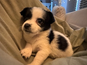 kleine chihuha mixe 