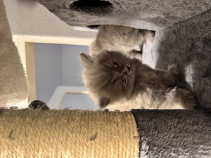 2 Kitten BKH zum verkaufen 