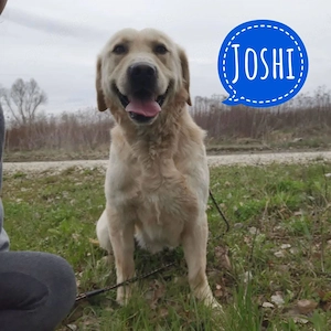 Joshi, lieber und verschmuster Labrador Mix Rüde