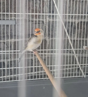 Stieglitz Schecke Weibchen 