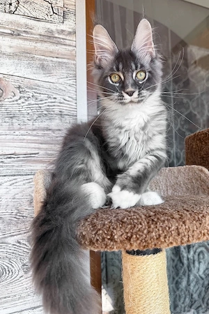 Prachtvoller Maine-Coon-Mix Kater (5 Monate) | Kinderlieb & Bestens Sozialisiert!