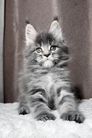 Prachtvoller Maine-Coon-Mix Kater (5 Monate) | Kinderlieb & Bestens Sozialisiert! Bild 3